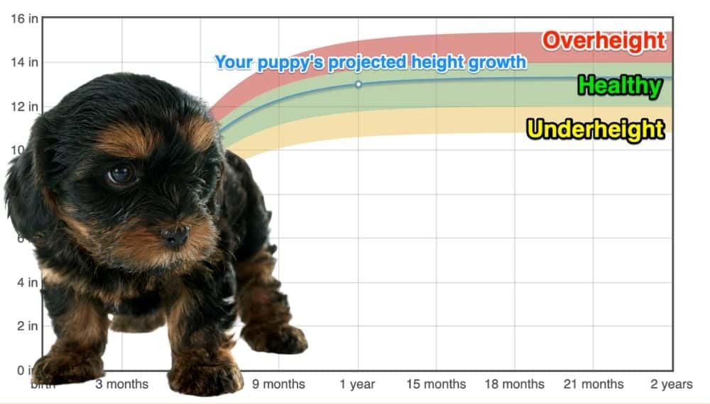 Teacup Yorkshire Terrier Height+Growth Chart How Tall Will My Teacup Yorkshire Terrier Grow